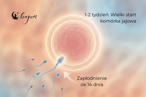 2 tydzień ciąży – owulacja i szansa na zajście w ciążę